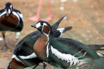 red-breasted goose (Branta ruficollis) © Mauro Rodrigues