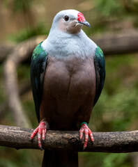 Red knobbed imperial pigeon (Ducula rubricera)