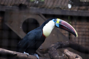 white-throated toucan (Ramphastos tucanus) bird © Mauro Rodrigues