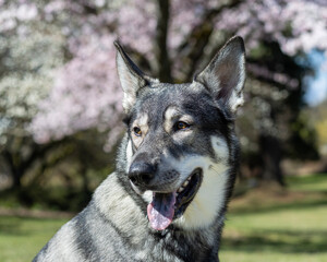 Wolf dog enjoying a sunny day in a blooming park surrounded by vibrant flowers