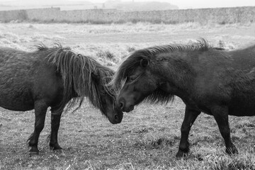 Adorable photograph of two Shetland ponies rubbing noses.
