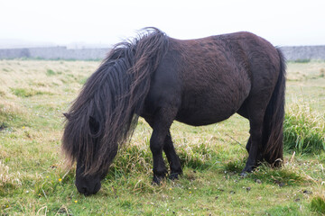 A gorgeous black shetland pony grazes in a field in Shetland Islands.