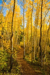Aspen Woods, Colorado