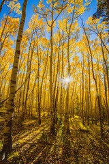 Autumn Trail, Colorado