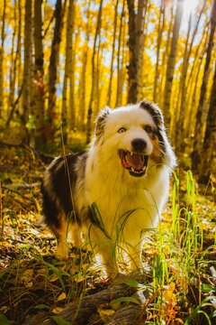 Autumn Derp Aussie