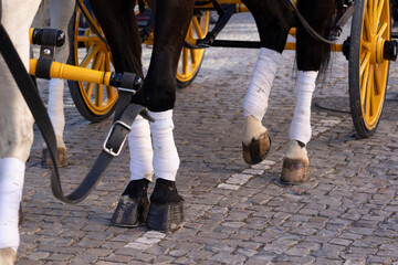 Detail of legs of horses on Carriage coupling traditional event © Mauro Rodrigues