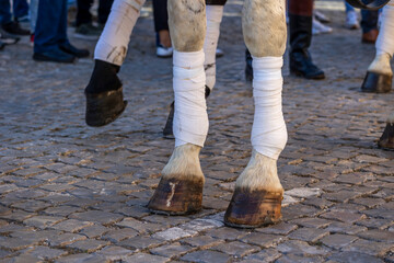 Detail of legs of horses on Carriage coupling traditional event © Mauro Rodrigues