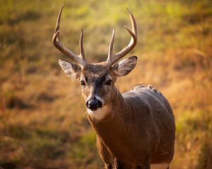 White tailed deer buck with antlers stands in a golden field during early morning light at a nature reserve in autumn