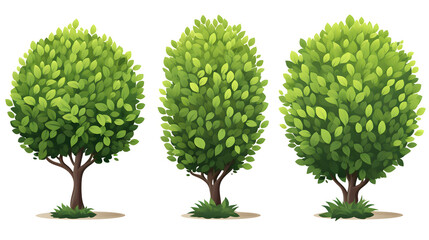 Cartoon Boxwood: A Vector Illustration of Ornamental Plants for Garden Design