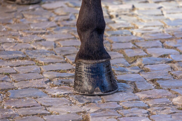 Detail of legs of horses on Carriage coupling traditional event © Mauro Rodrigues
