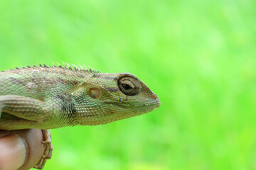 Closeup Profile Of A Small Green Reptile Held In A Hand Against A Bright Green Background