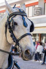 Obraz premium Detail of eye patch on horse in a Carriage coupling traditional event