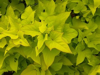 Ornamental sweet potato or yellow ornamental yam (Ipomoea batatas var. margarita) in the garden. Ubi hias, ubi hias kuning.