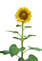 Sunflower flowers isolated on transparent background, PNG File