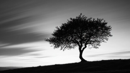 Obraz premium Solitary Silhouette: A Monochromatic Landscape of a Single Tree Against a Dramatic Sky