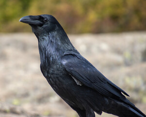 Fototapeta premium Black raven perched on rocks during daytime in a natural setting capturing the essence of wild avian life