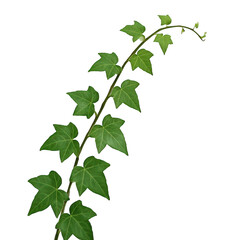 A vibrant green ivy vine branch gracefully trails, displaying its characteristic lobed leaves and delicate climbing tendrils.