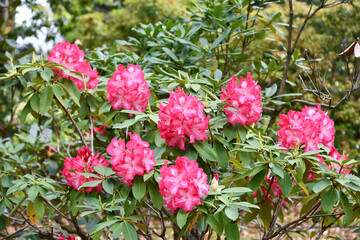 セイヨウシャクナゲ「ヘラクレス」