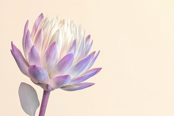 Fototapeta premium Close-up view of a delicate, pale purple and white flower.