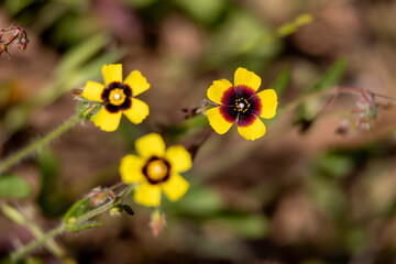 spotted rock-rose (Tuberaria guttata) wildflower
