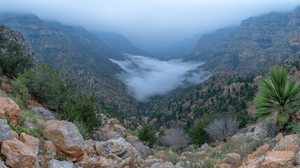 Canyon shrouded veiled in dreamy morning mist