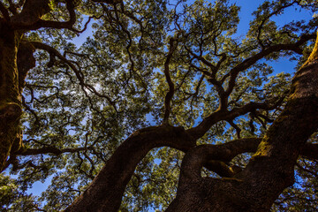 Large monumental holm oak tree