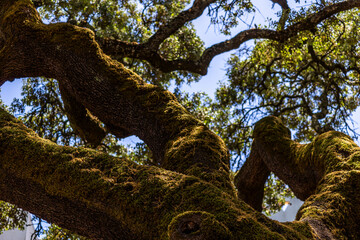 Large monumental holm oak tree