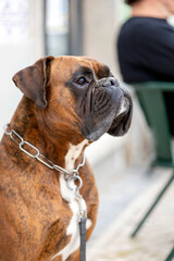 Boxer dog with collar © Mauro Rodrigues