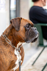 Boxer dog with collar