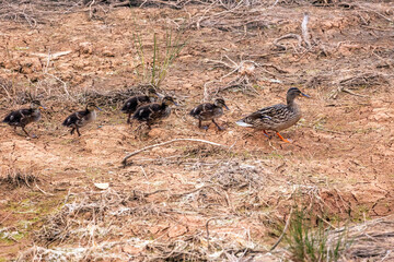 Mallard wild duck (Anas platyrhynchos) © Mauro Rodrigues