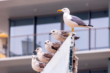 Close up of seagull birds © Mauro Rodrigues