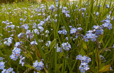 Fototapeta premium A field full of delicate blue forget-me-not flowers growing amongst green grass, photographed in spring