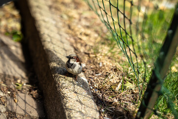 close-up of a small Italian sparrow with a brown stripe on its head standing on a curb looking to the right with grass in the background