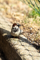 close-up of a small Italian sparrow with a brown stripe on its head standing on a curb looking to the right with grass in the background