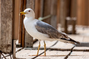 Close up of seagull bird