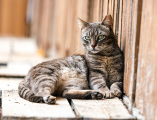 Close up of domestic cat © Mauro Rodrigues