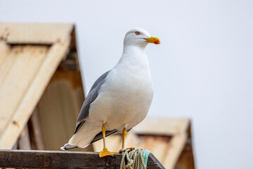 Close up of seagull bird © Mauro Rodrigues