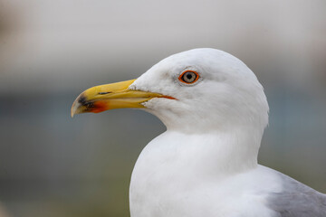 Close up of seagull bird