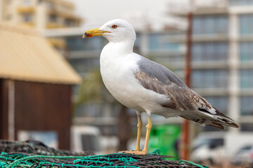 Close up of seagull bird © Mauro Rodrigues