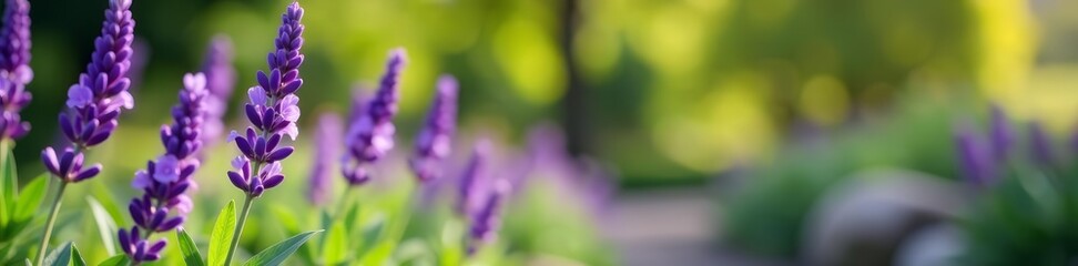 Obraz premium Vibrant lavender flowers blooming in a lush spring garden with blurred green foliage background, green, blooming, nature