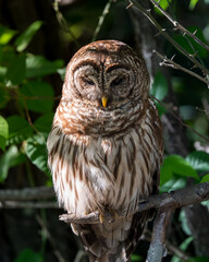 Barred Owl