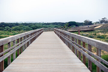 Bridge crossing through natural marshlands