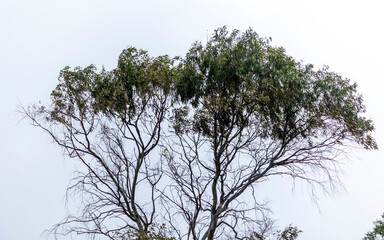 Southern blue gum (Eucalyptus globulus) tree © Mauro Rodrigues