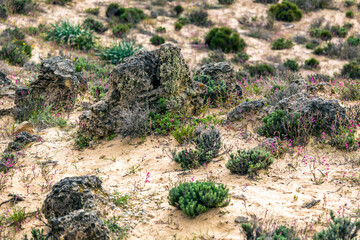 Beautiful sand vegetation in the Algarve © Mauro Rodrigues