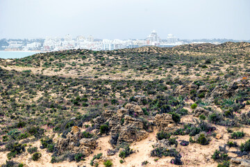 Beautiful sand vegetation in the Algarve © Mauro Rodrigues