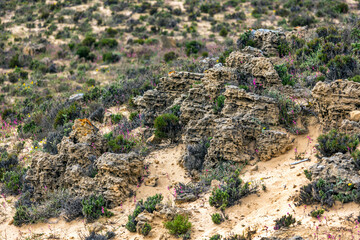Beautiful sand vegetation in the Algarve © Mauro Rodrigues