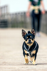 Small dog on a wooden pathway © Mauro Rodrigues