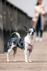 Small dog on a wooden pathway © Mauro Rodrigues