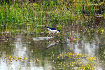 black-winged stilt (Himantopus himantopus)