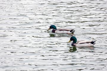 Mallard wild duck (Anas platyrhynchos) © Mauro Rodrigues